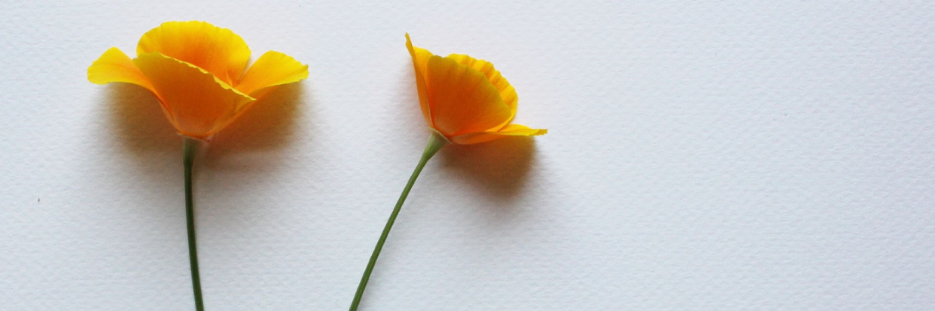 Golden Poppy Digital