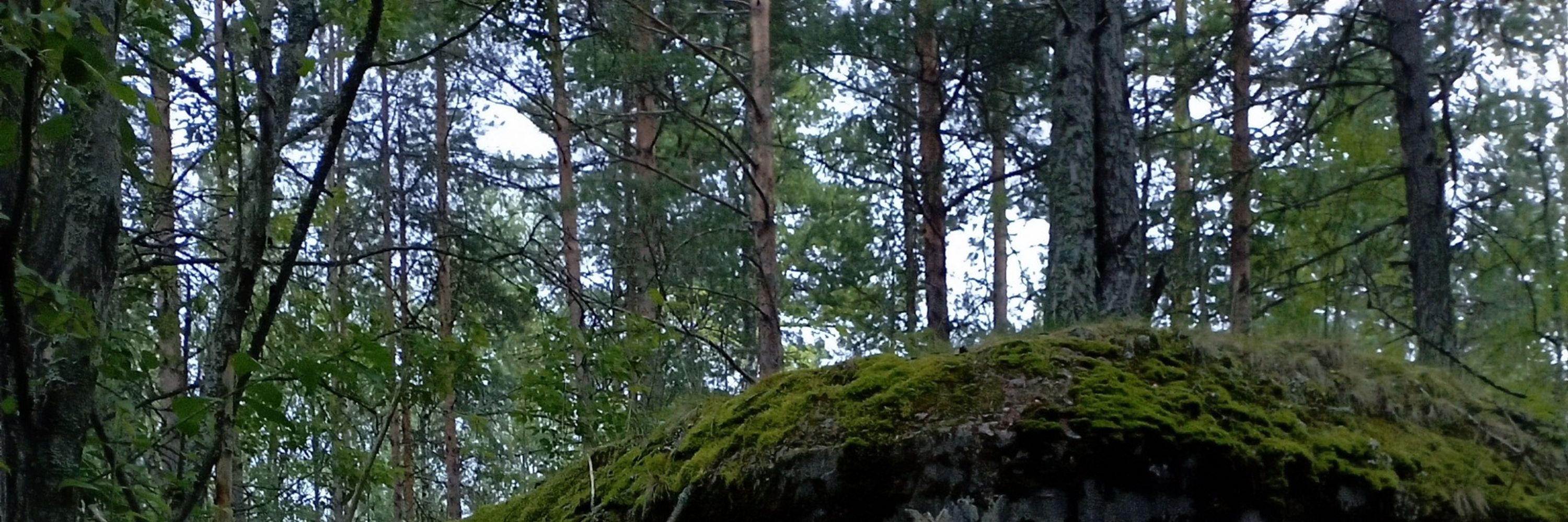 Tidji
