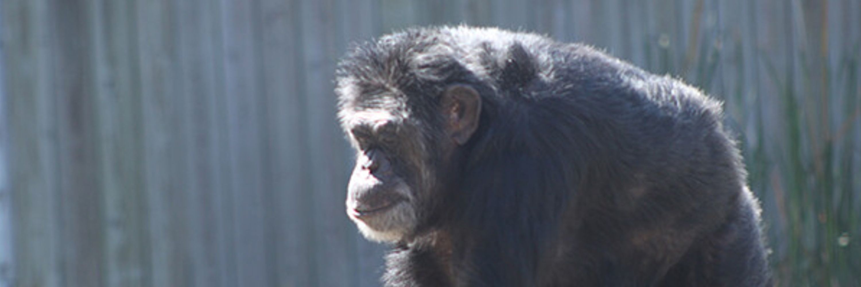 Old Marco Chimp