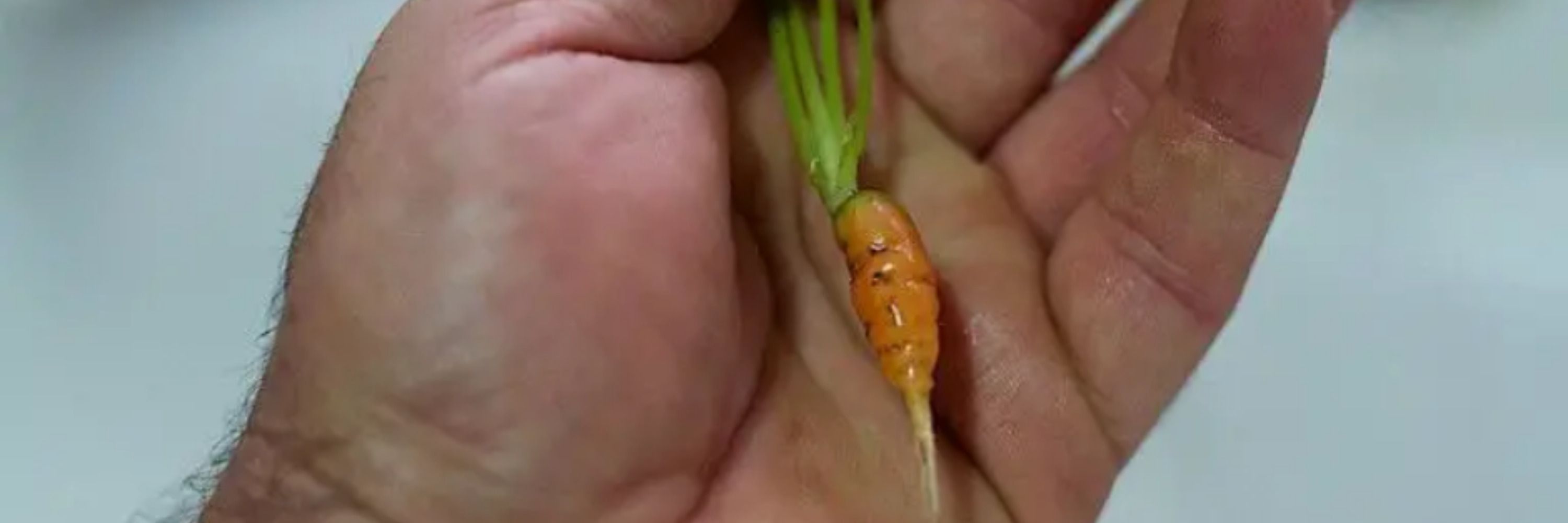 Micro Penis +🔞