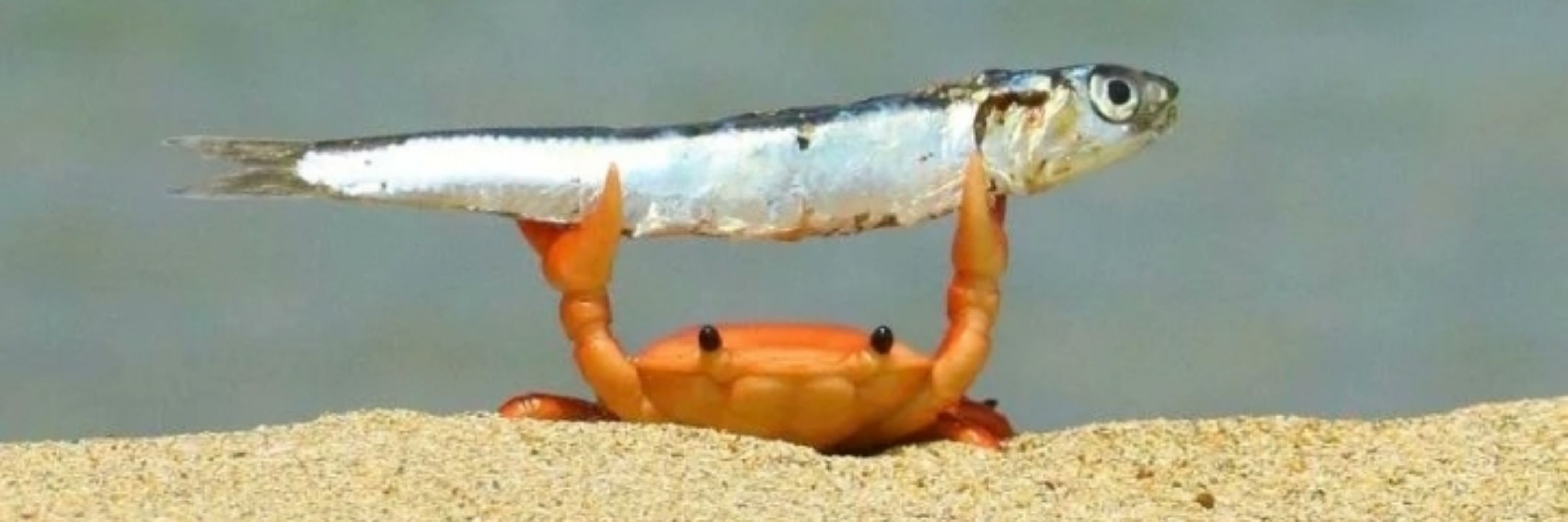RazorAndCrab