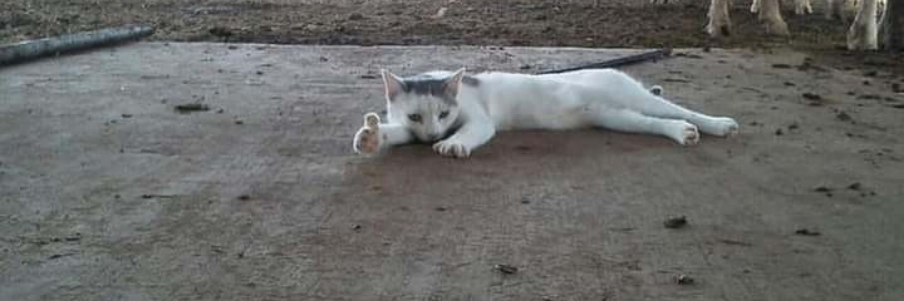bacharel em bobajada
