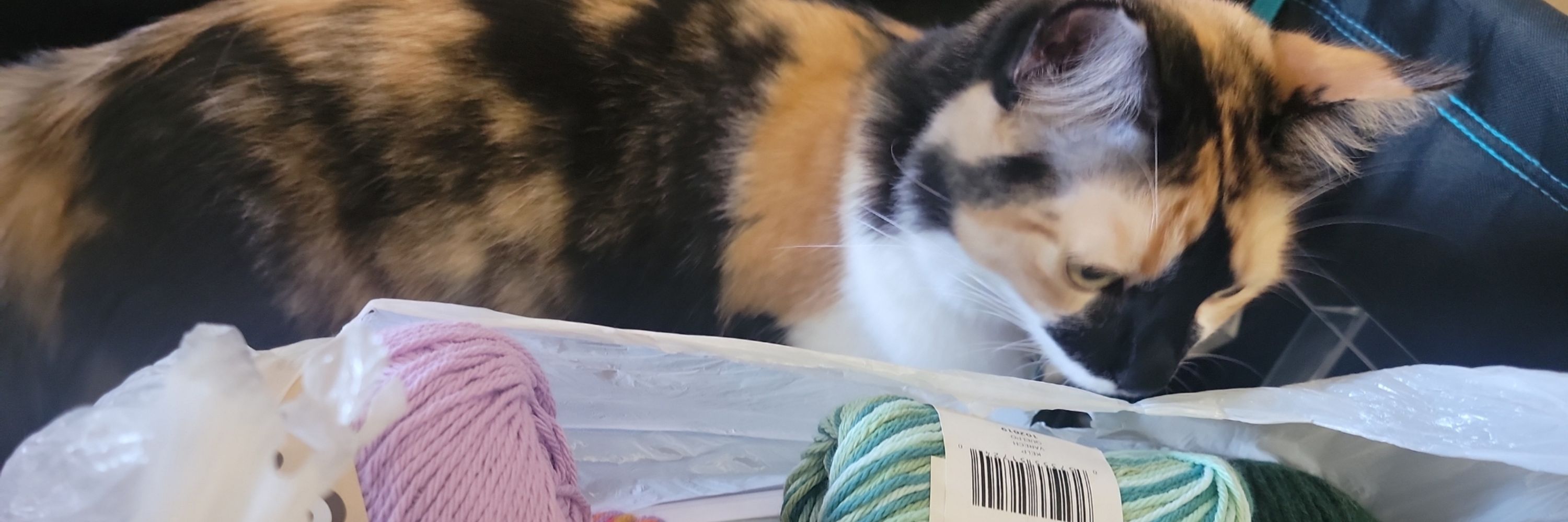 Yazmiiiiiiín 😺