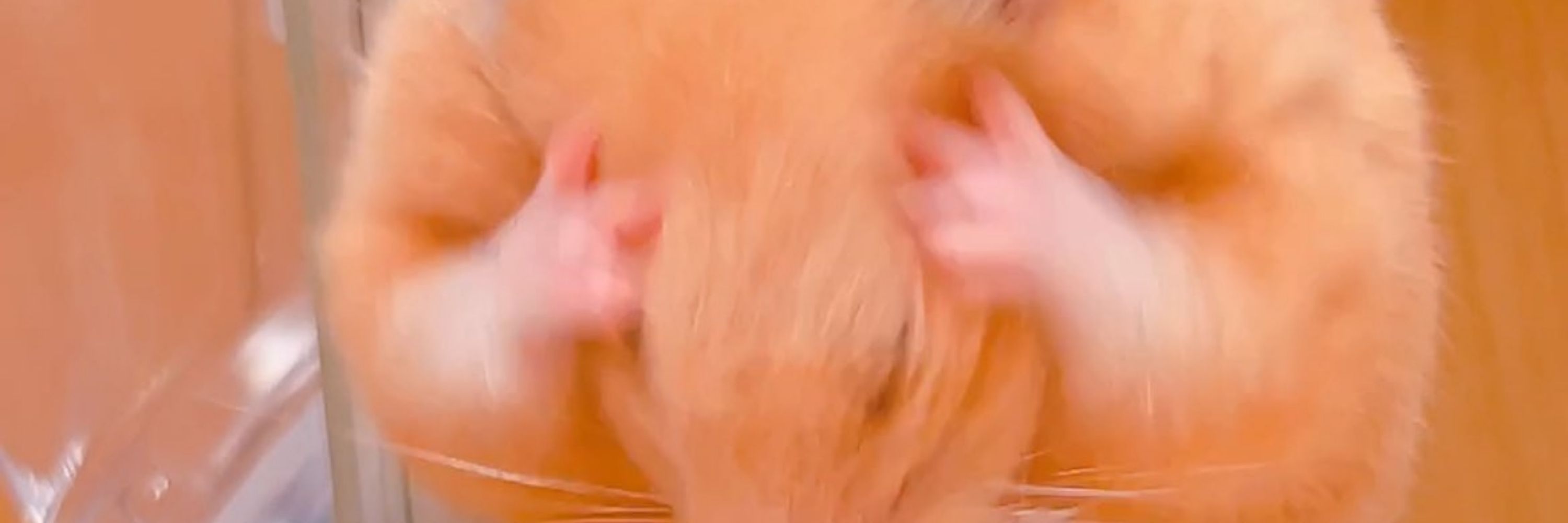 Squeak Squeak