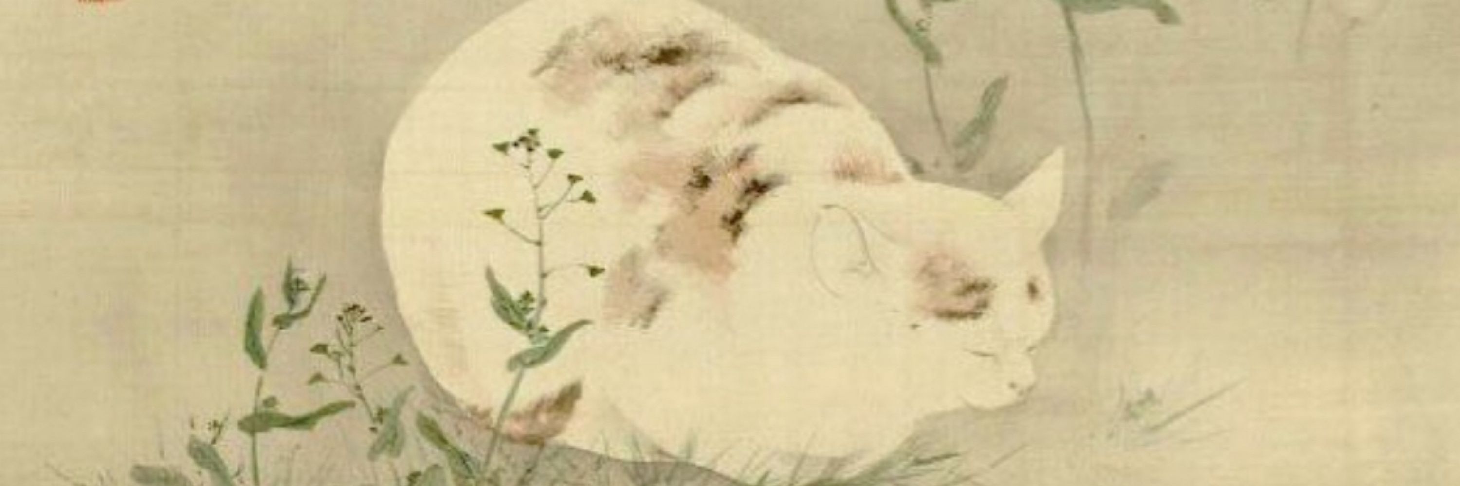 猫野玉子/たま
