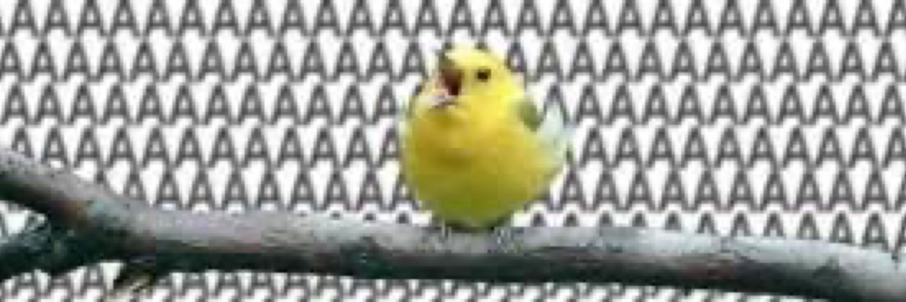 Rugglesem