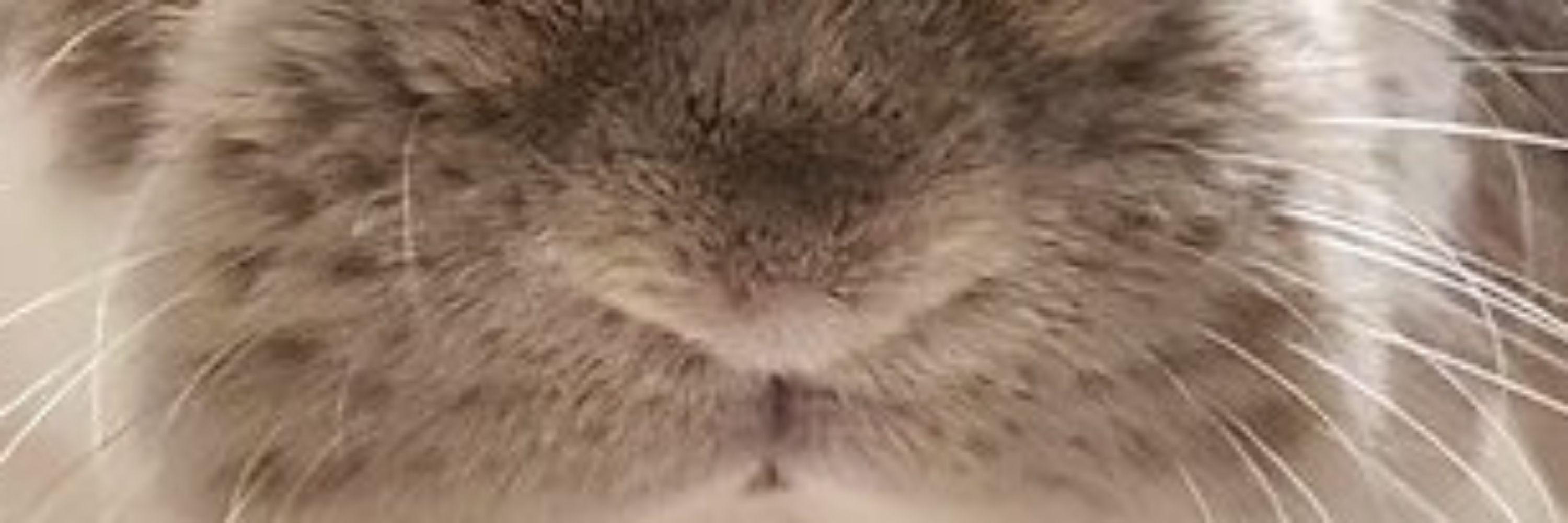 むーみん