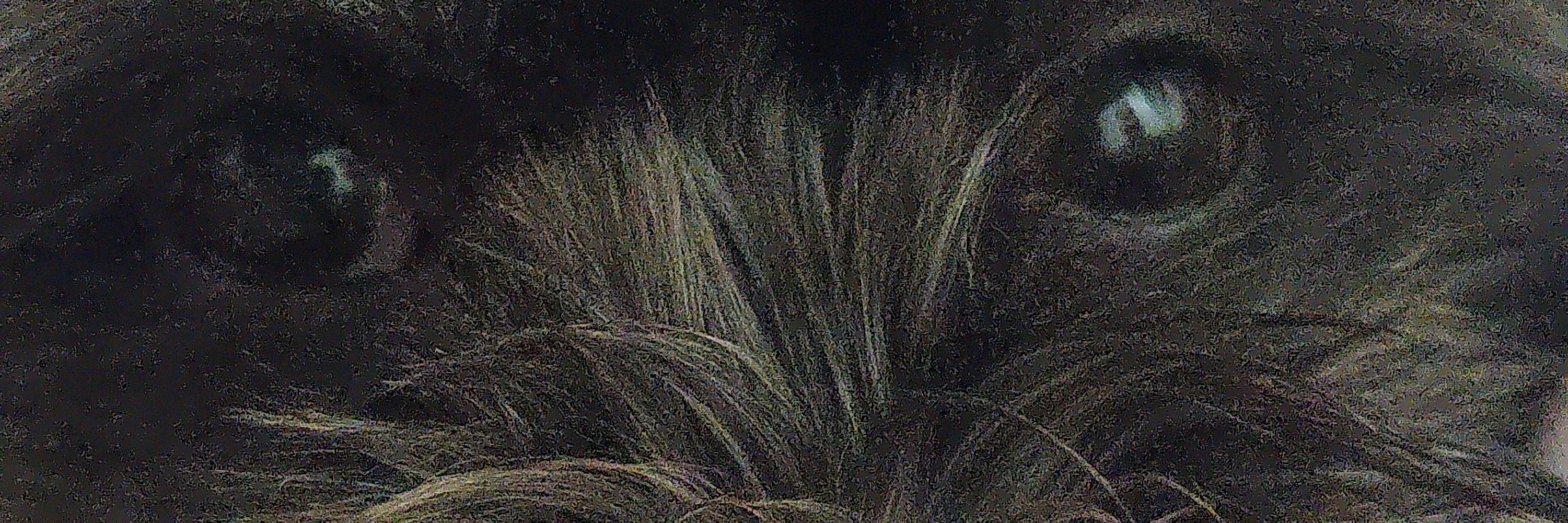 lareta