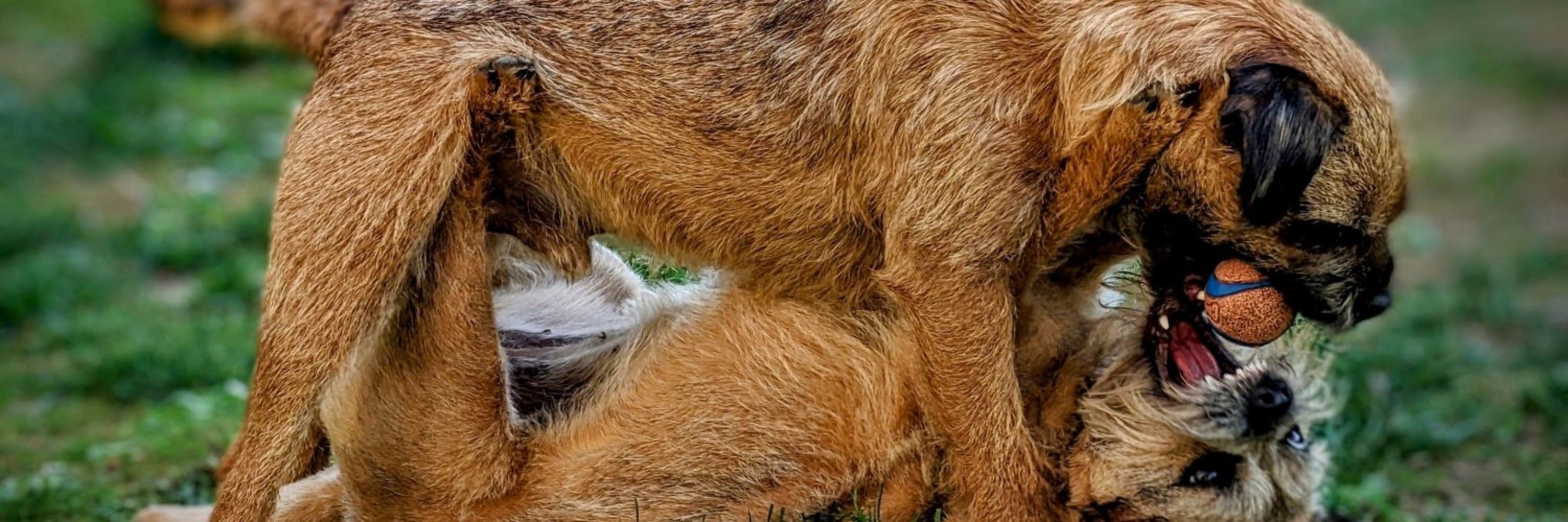 Eric Derrien & Border Terriers - France