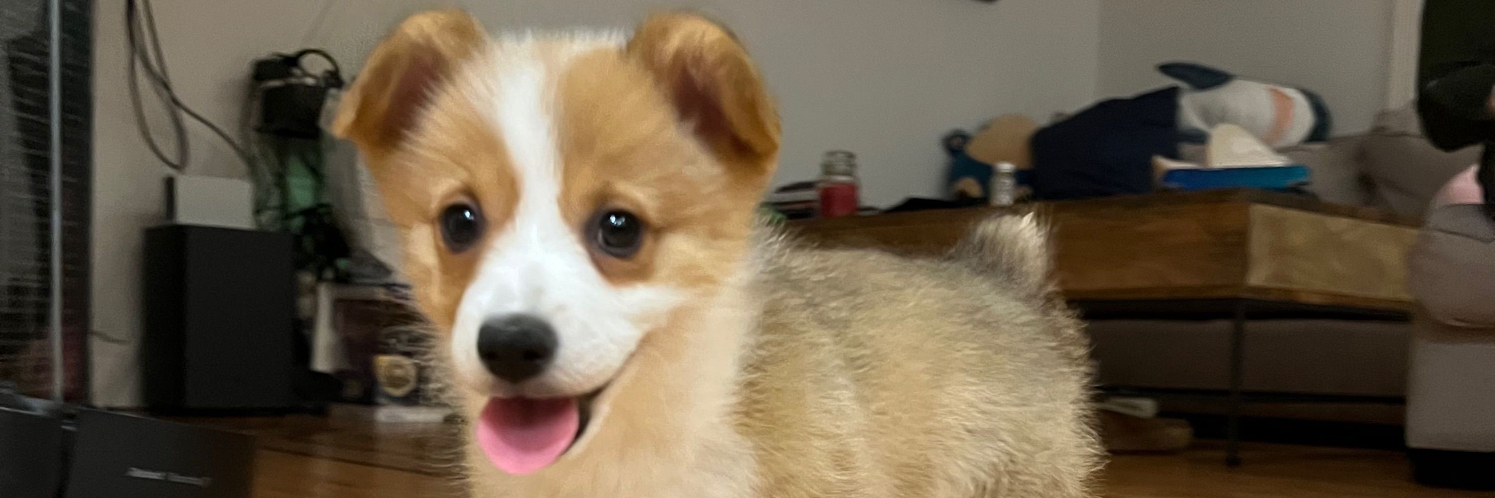Minpup