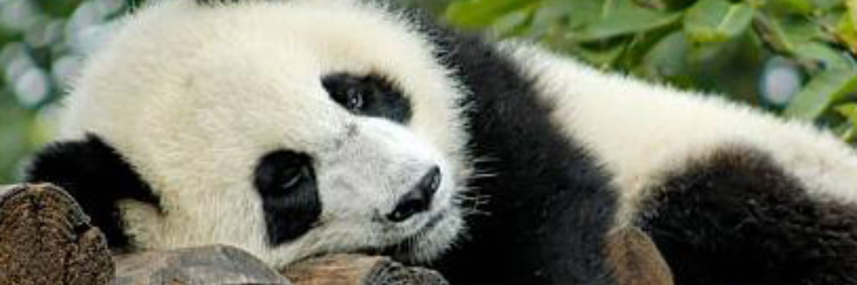 DayPanda