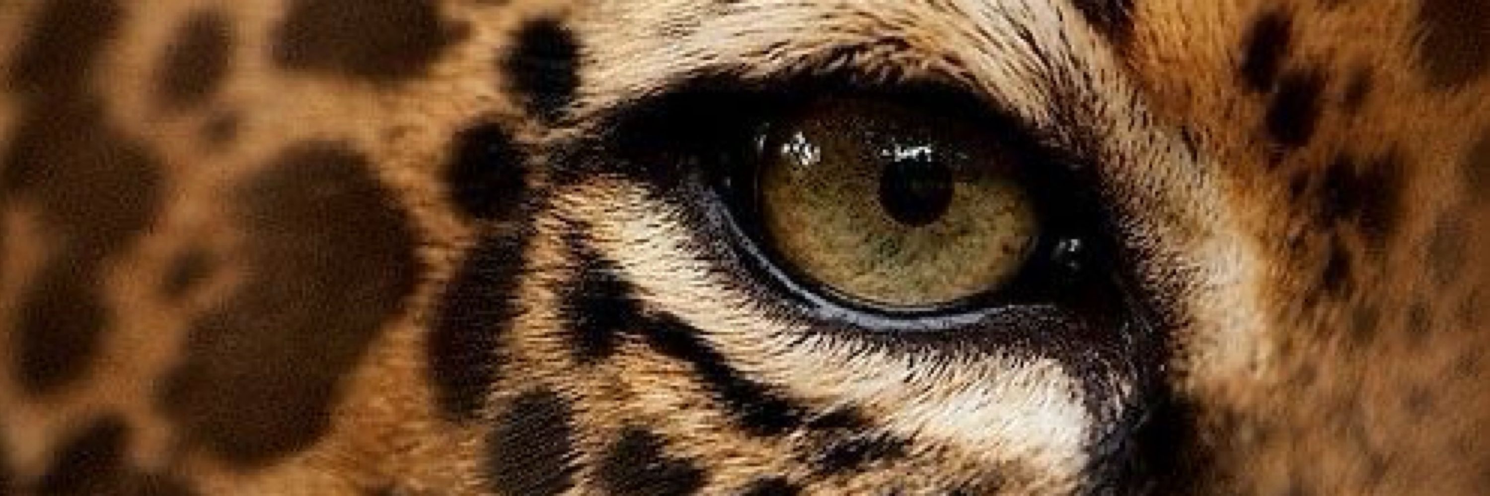 Bru 🐆