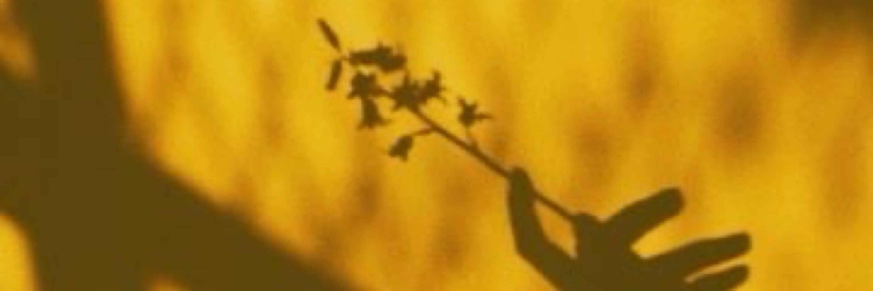 wren