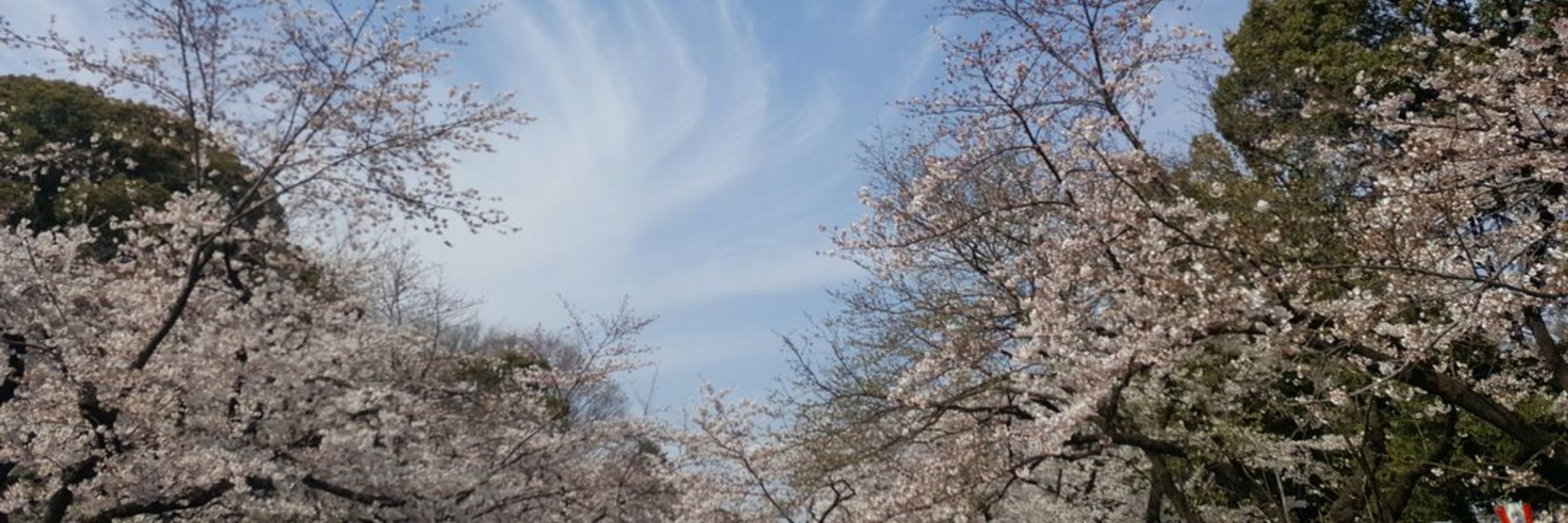 Ruru