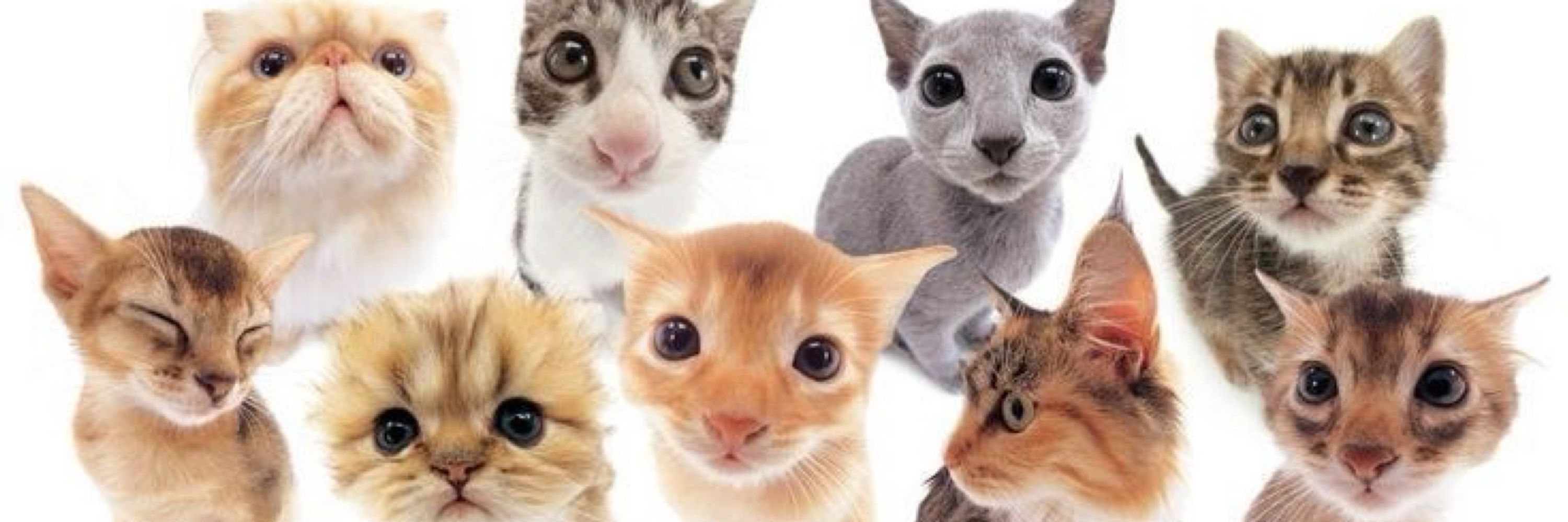 Meowserboo