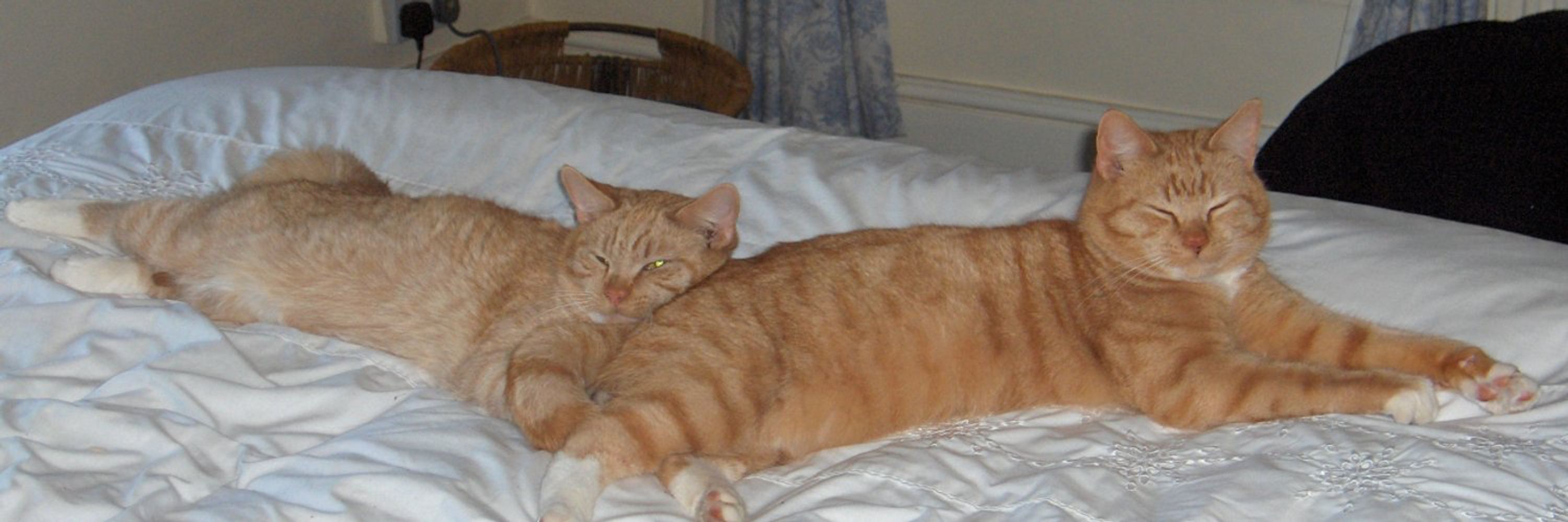 Mr Fluffytoes