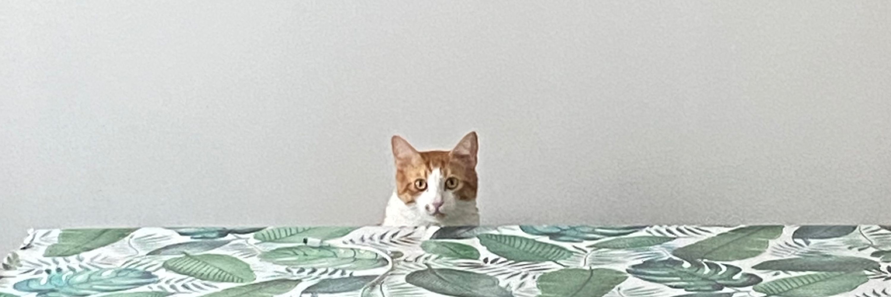 Burak
