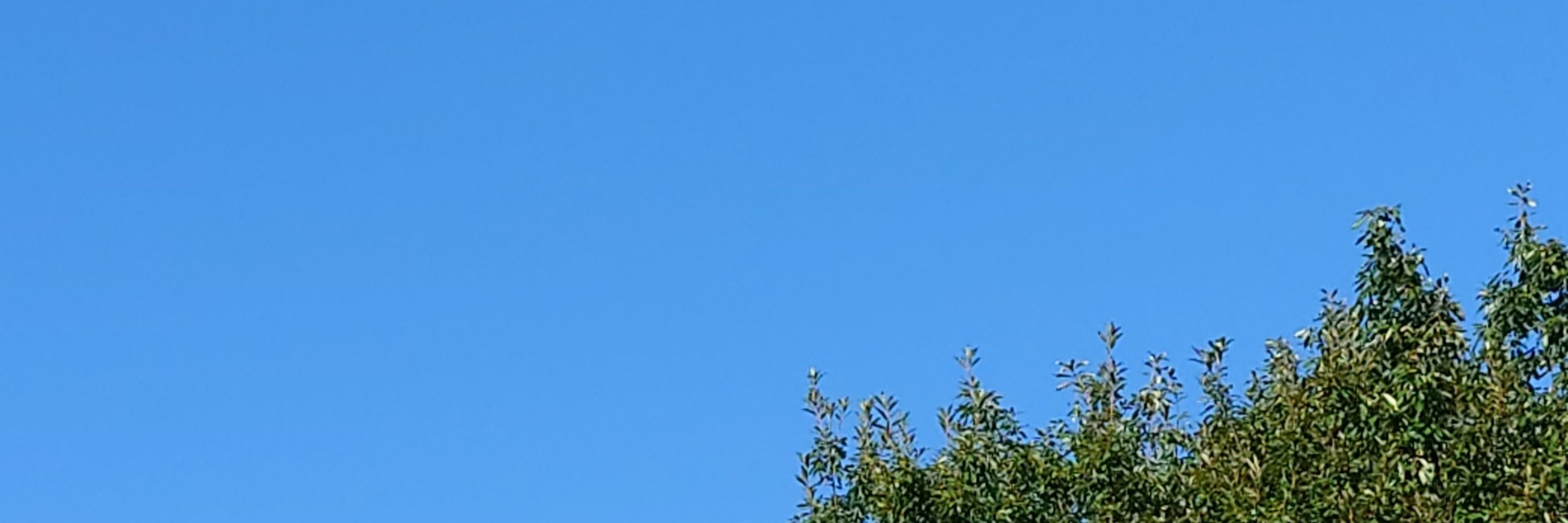 利右衛門