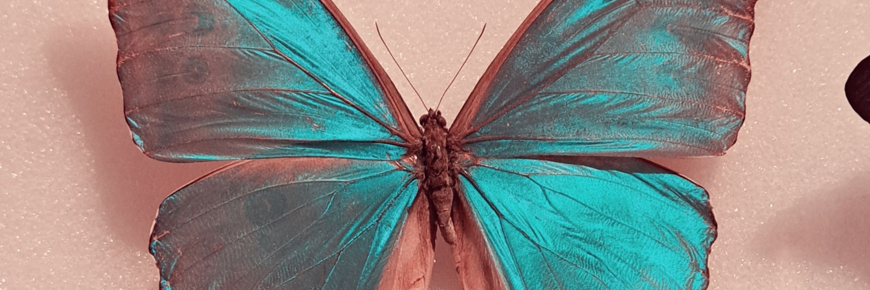 サイ 🦋