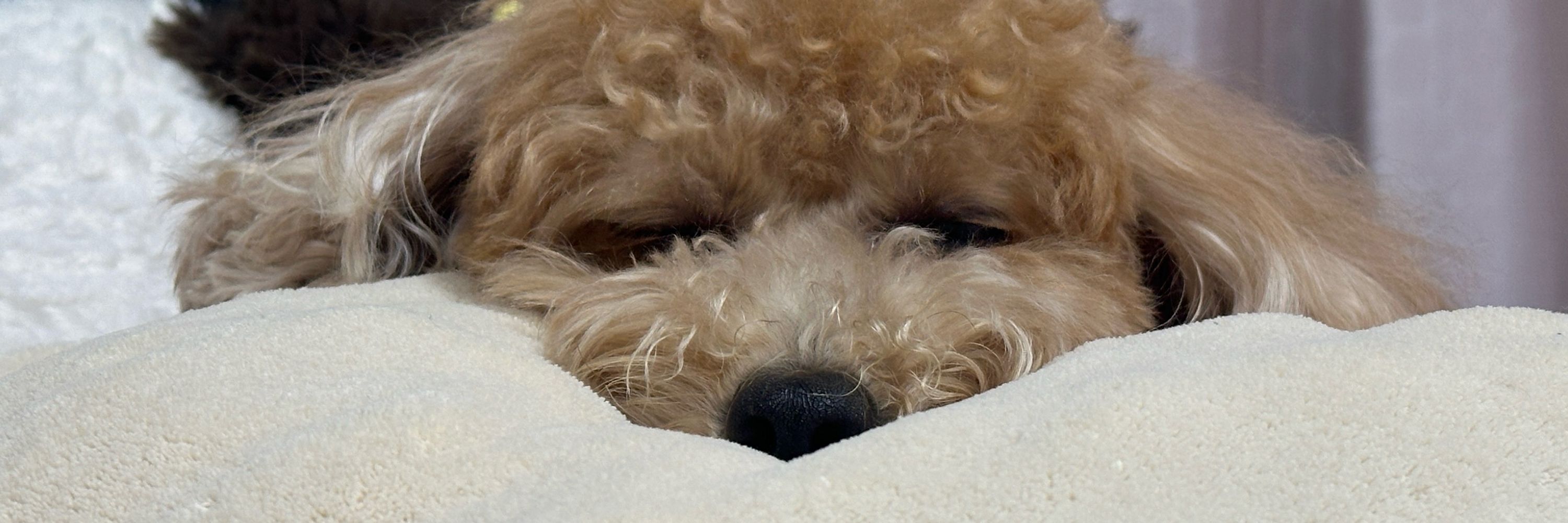 夕夜🐶