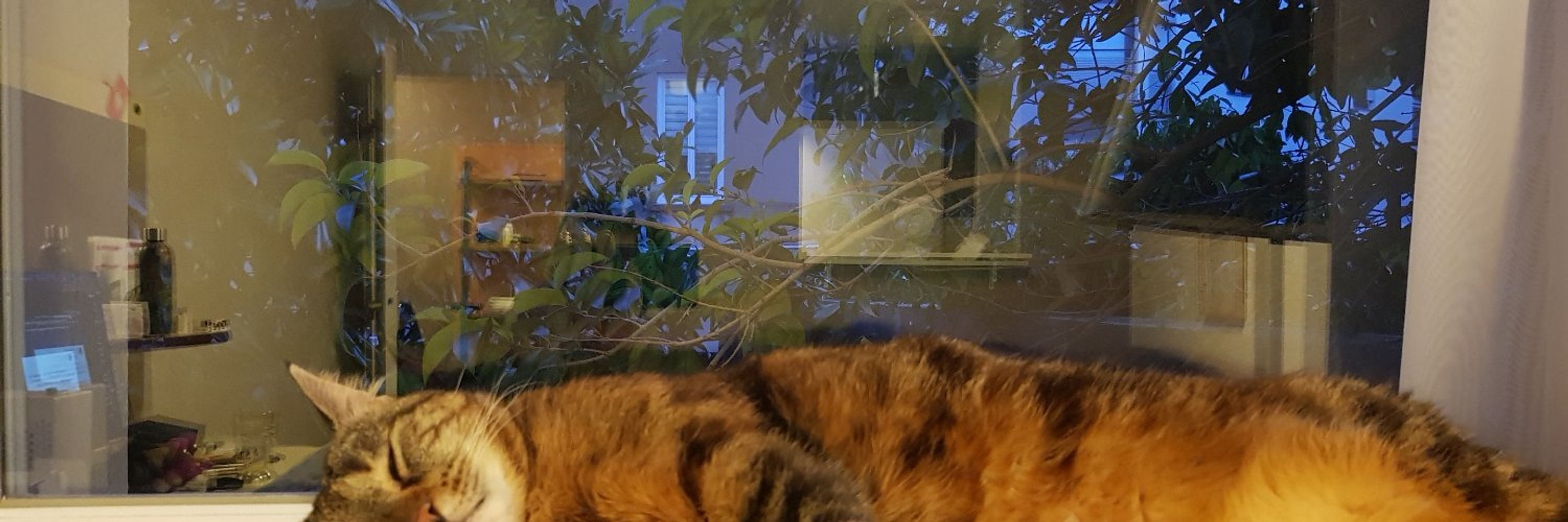 Frimousse the Cat