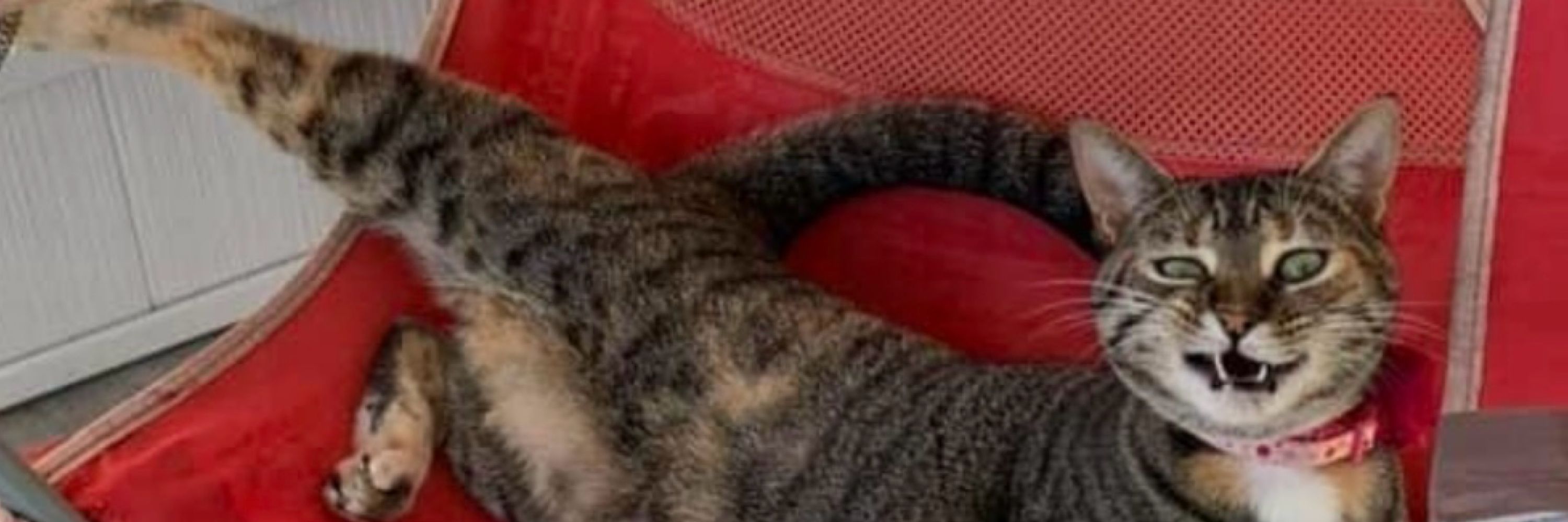 Cat ✨