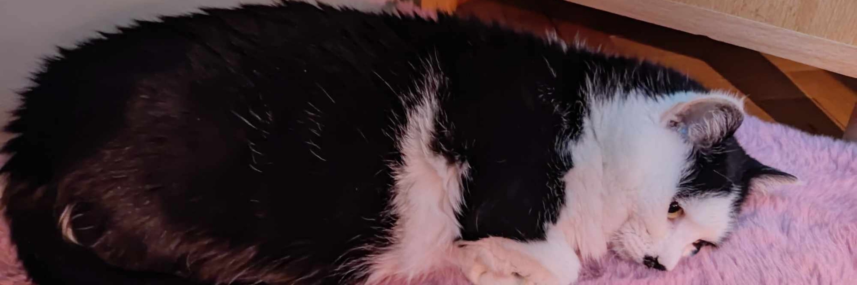 KimchiTheCat🌈💔