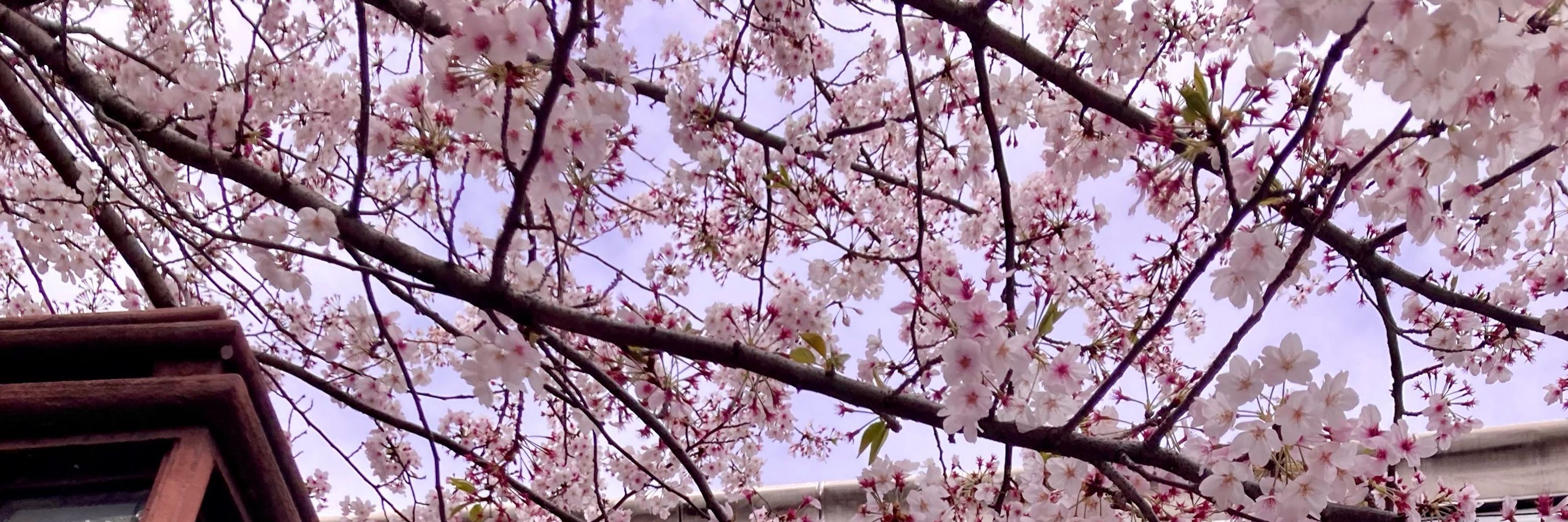 春