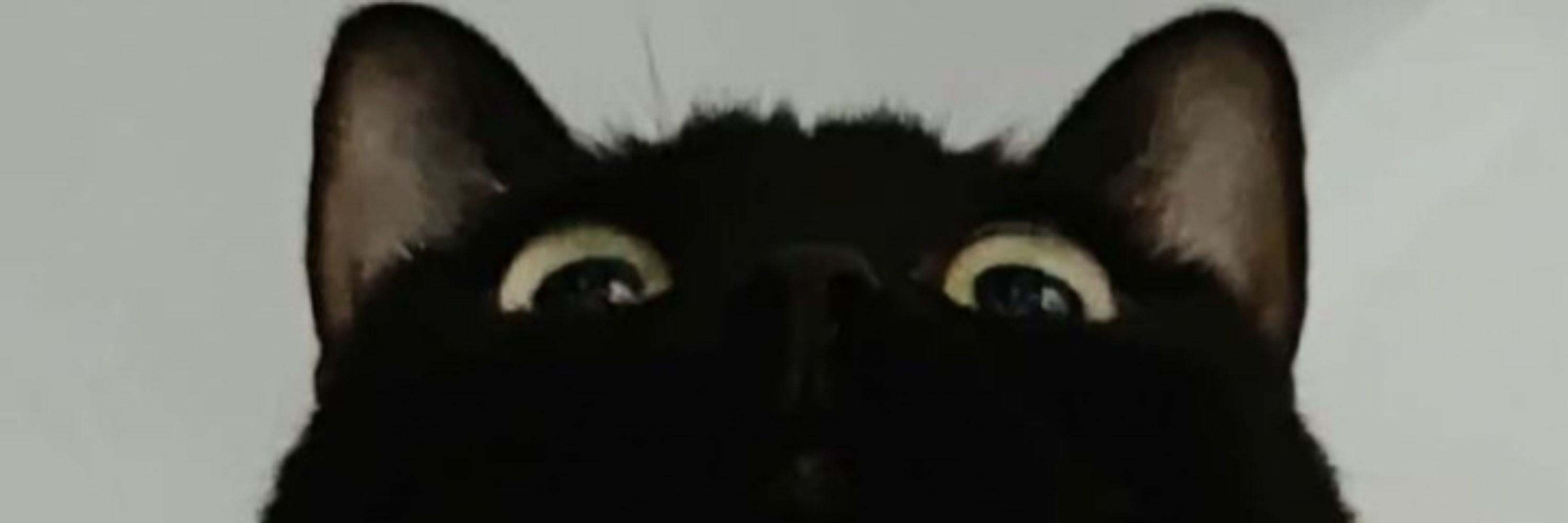 Viniciuspptt