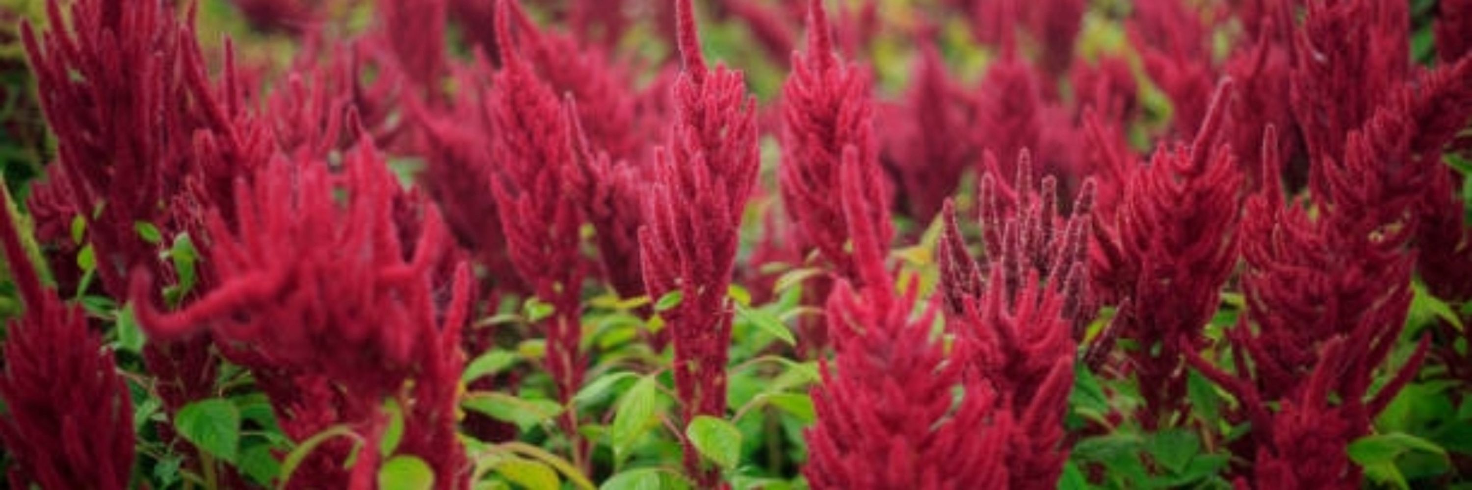 amaranth🐇