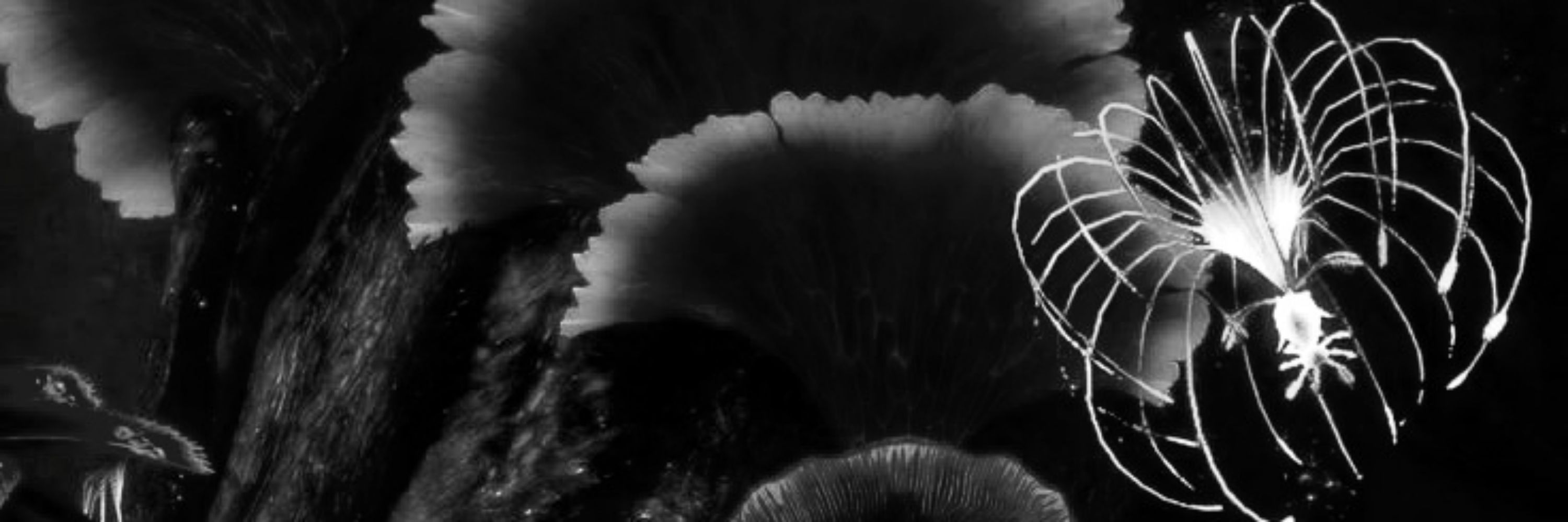 ˗ˏˋ ‍ ‍ ‍ ‍ ¨ ‍ ‍ ‍ ⊥—⨀—∴•ꇓ ( ALUCARD ) ꜝꜝ