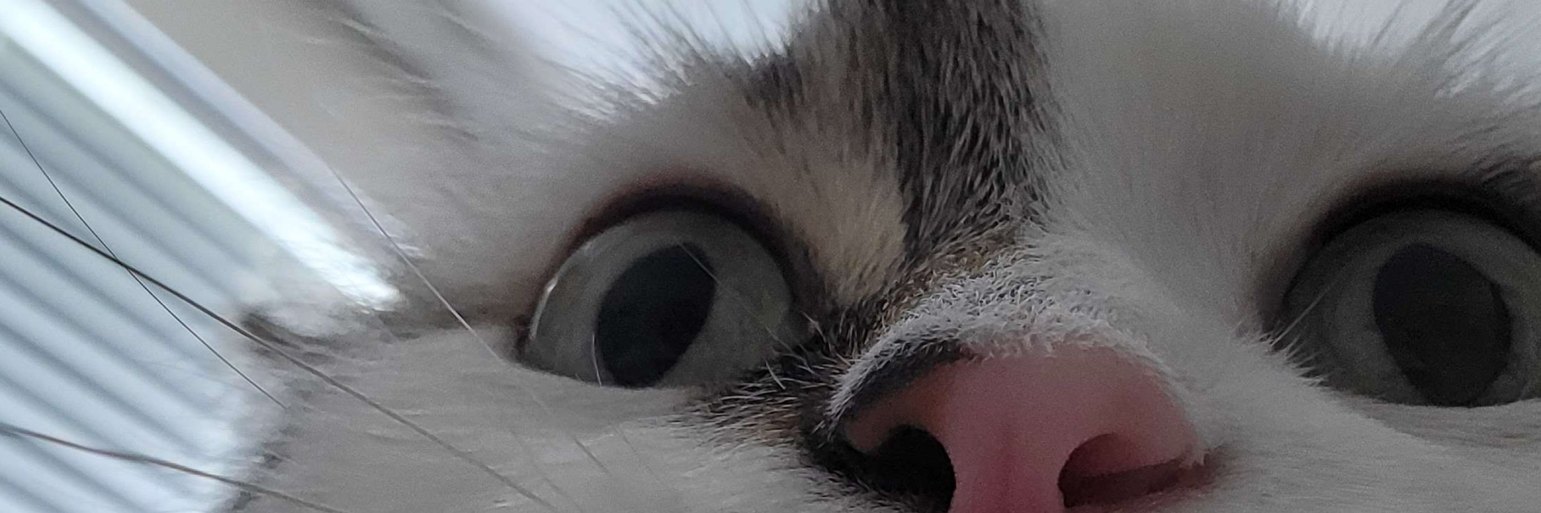 Frey