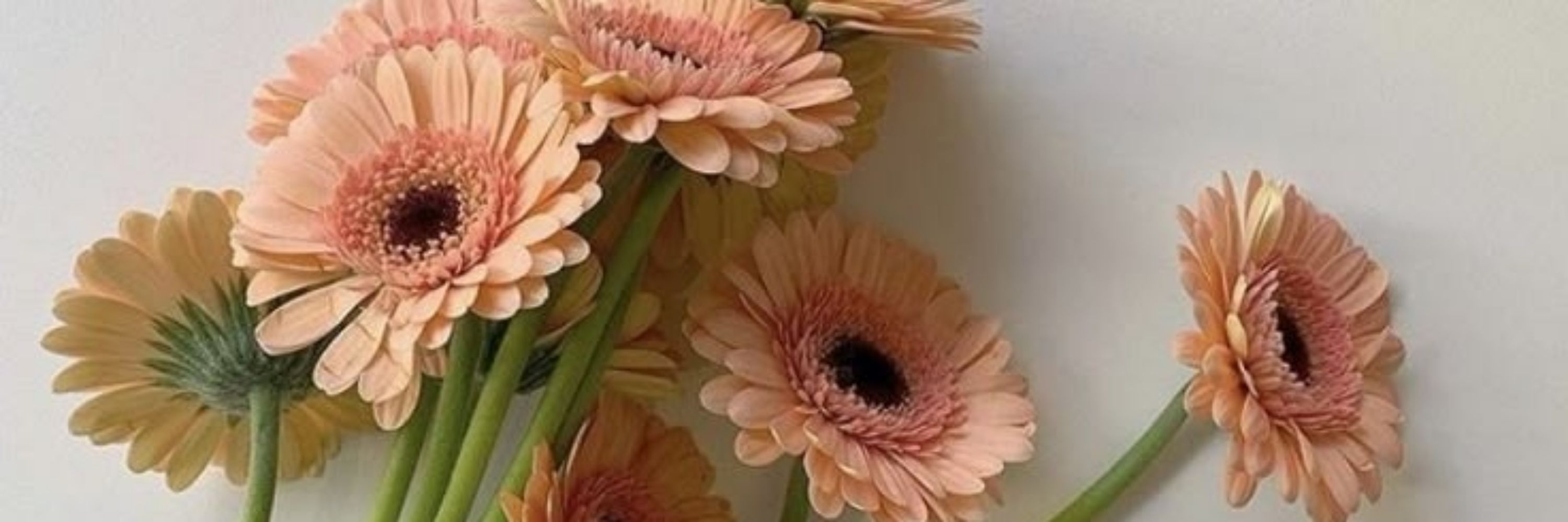 Gerbera🌷(ผปค.ยังไม่ว่าง)