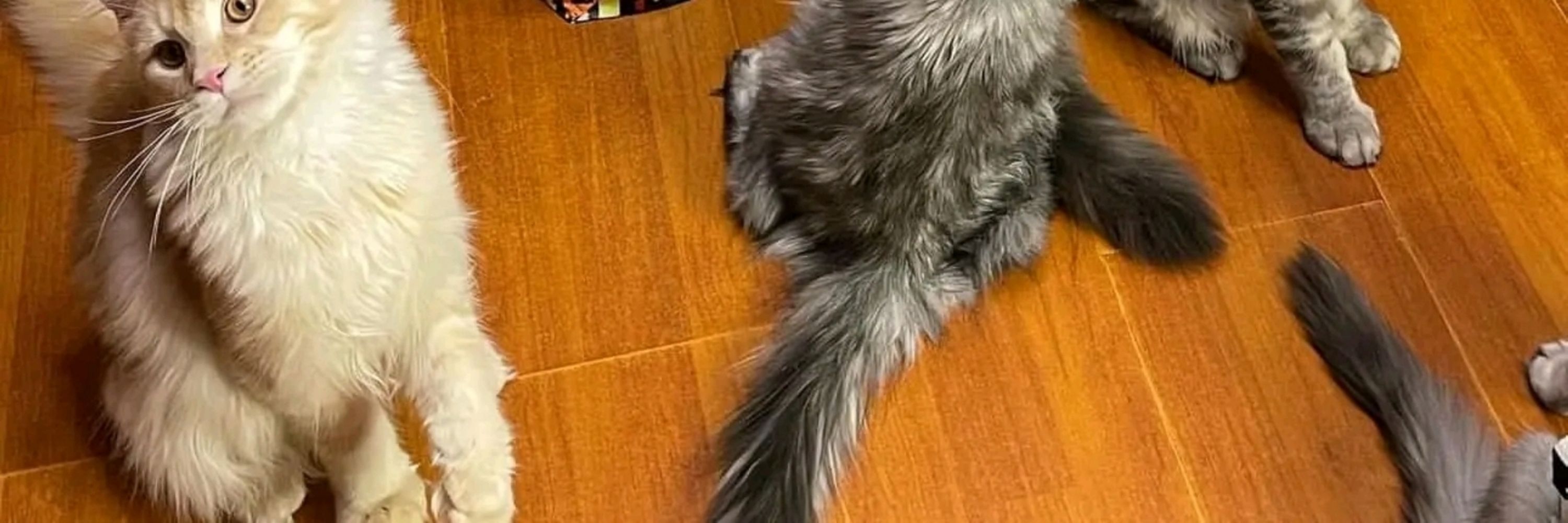 MAINE COON KITTENS FOR ADOPTION