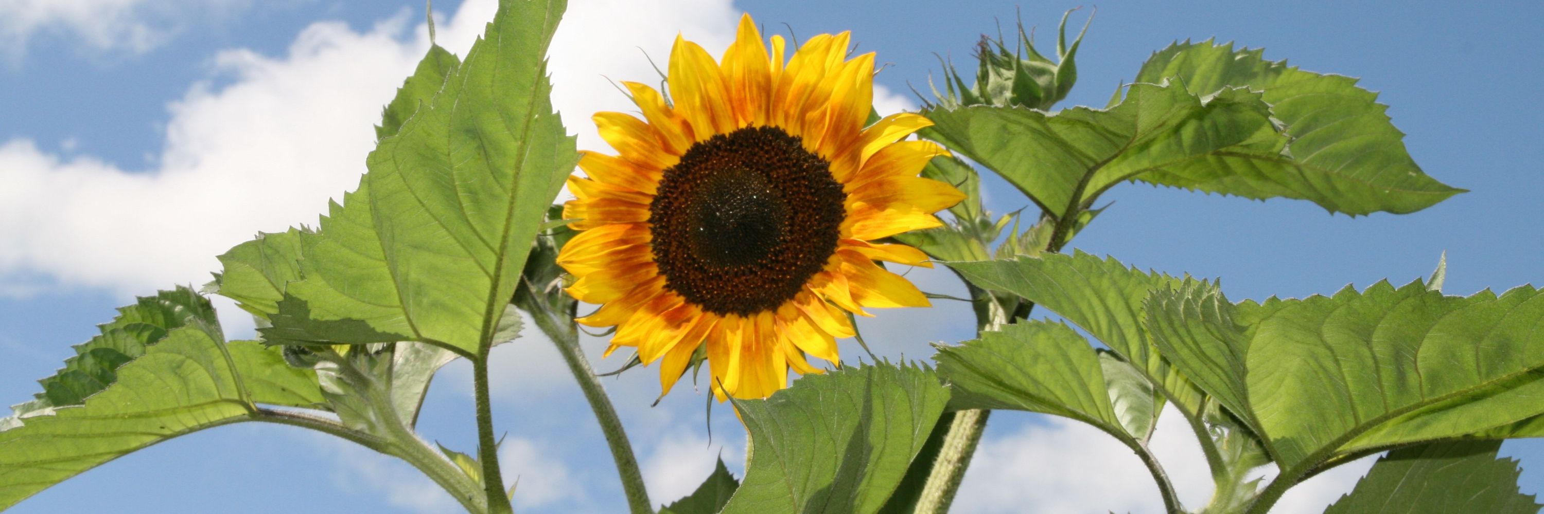 Al
