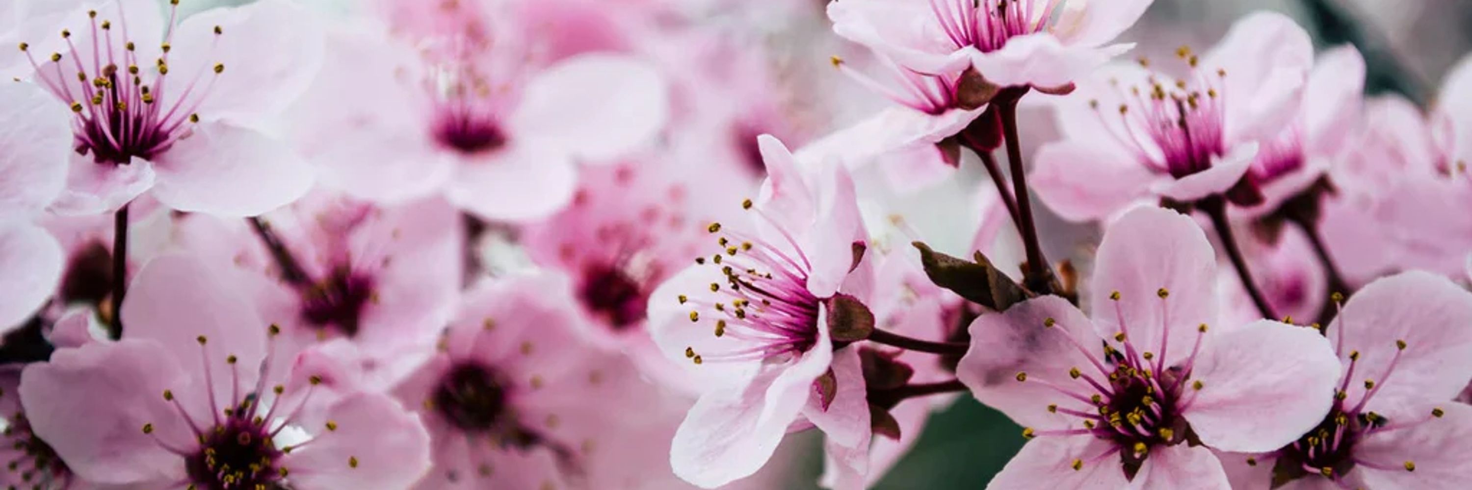 🌸 Sakura Head 🌸
