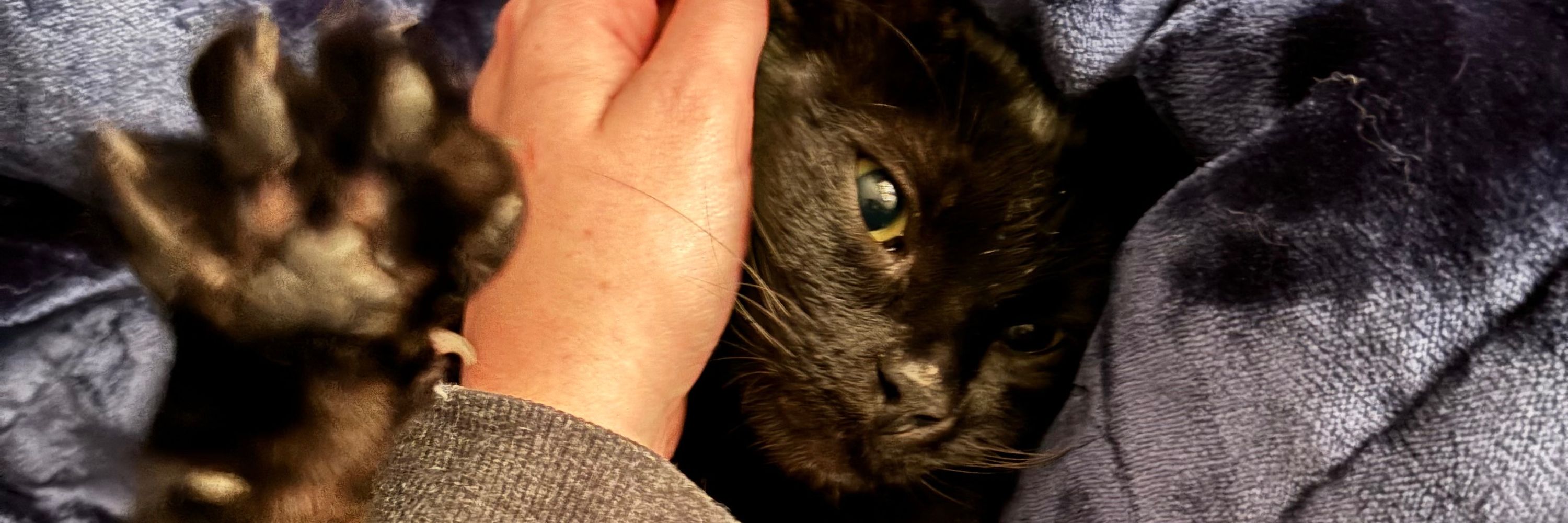 Niko