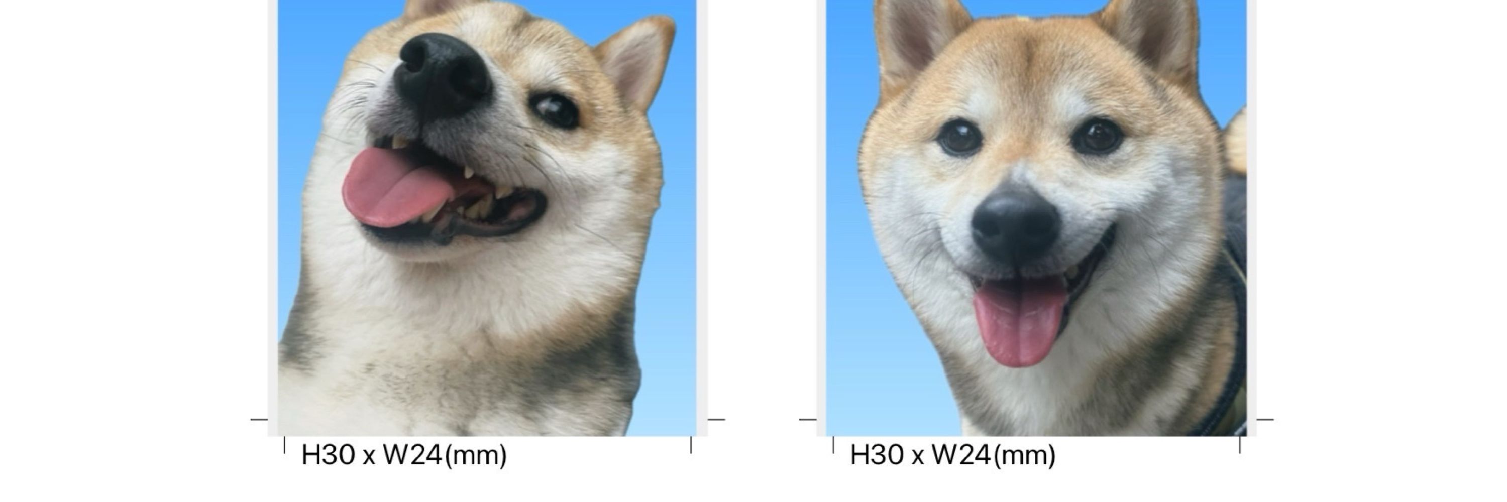 ゴマ
