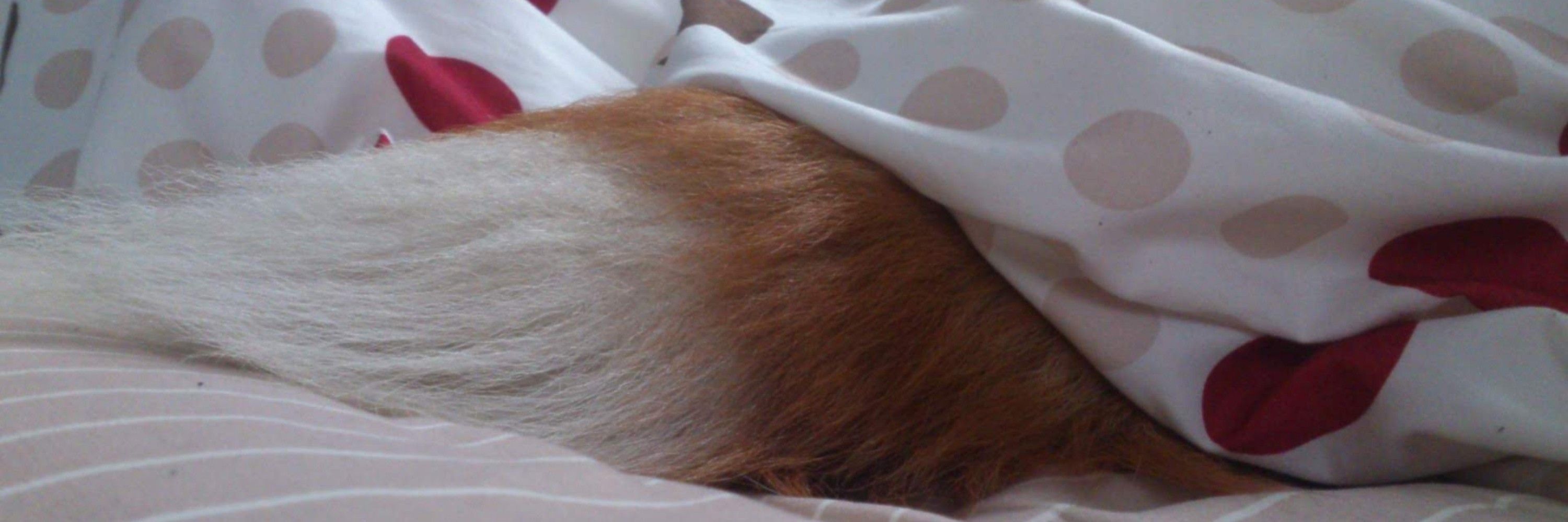 みう🦊