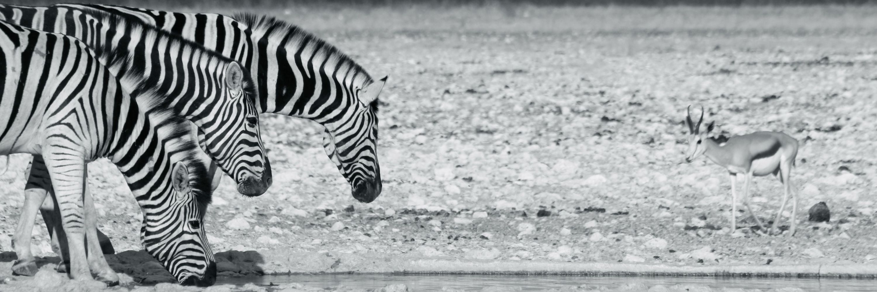 Conservation Namibia