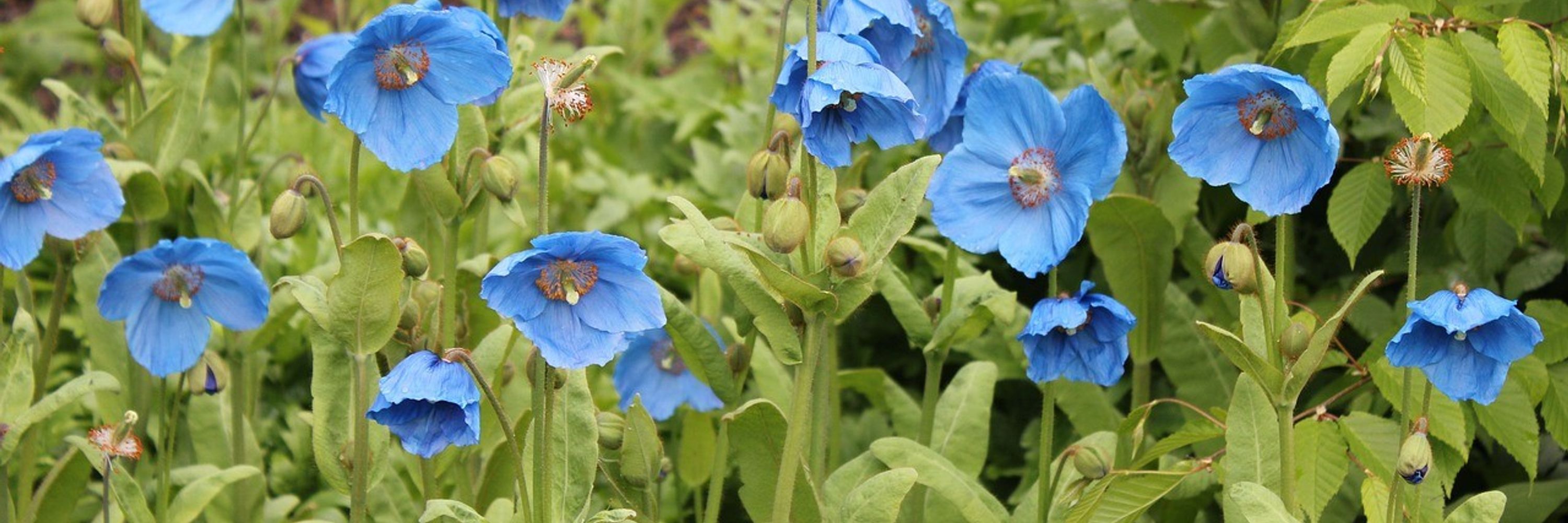 Blue Poppy Publishing 