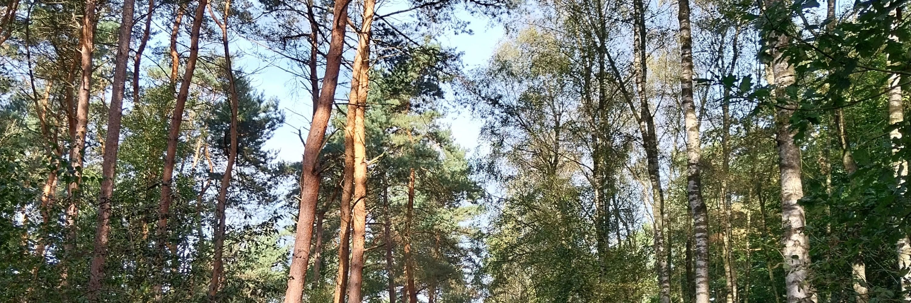 Annsmeer