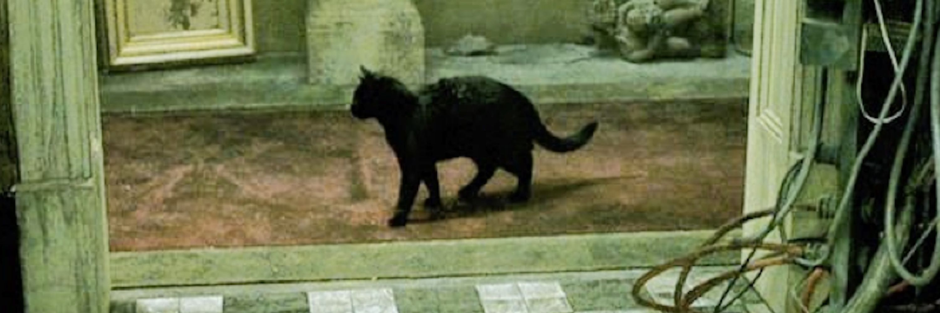 Cats That Look Exactly Like My Cat