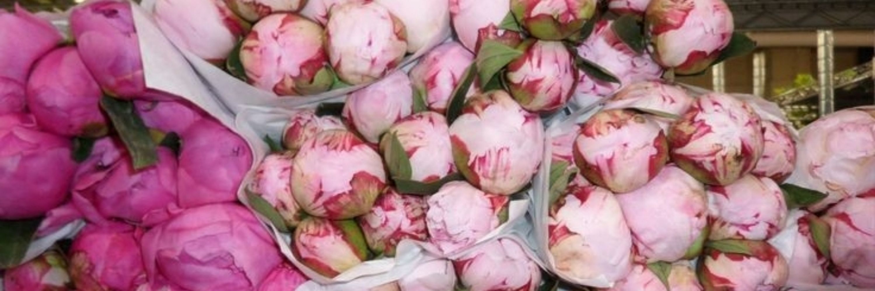 peony 1312