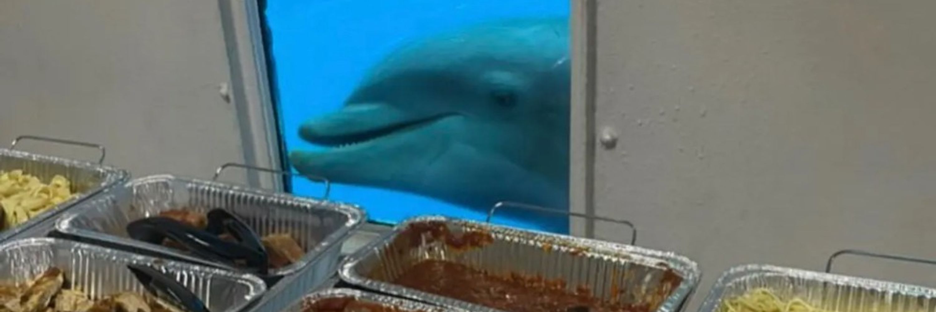 Skip Dolphin Hursh
