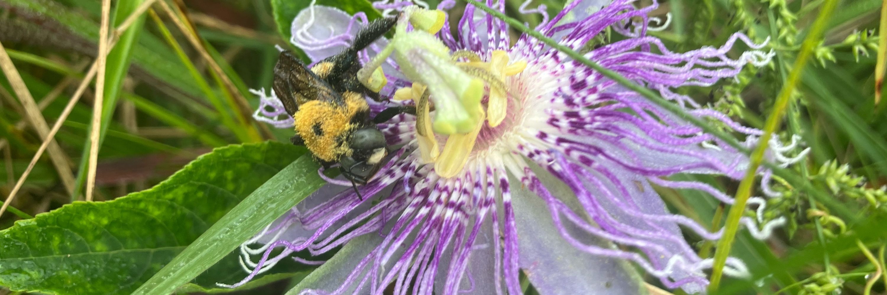 subphr3q bee 🐝 🖇️ 💞