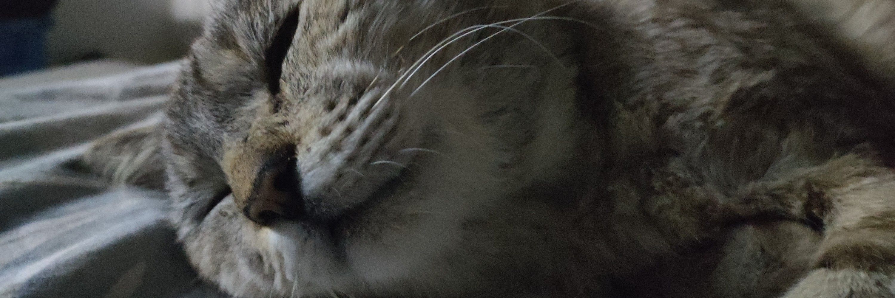 gato makonha