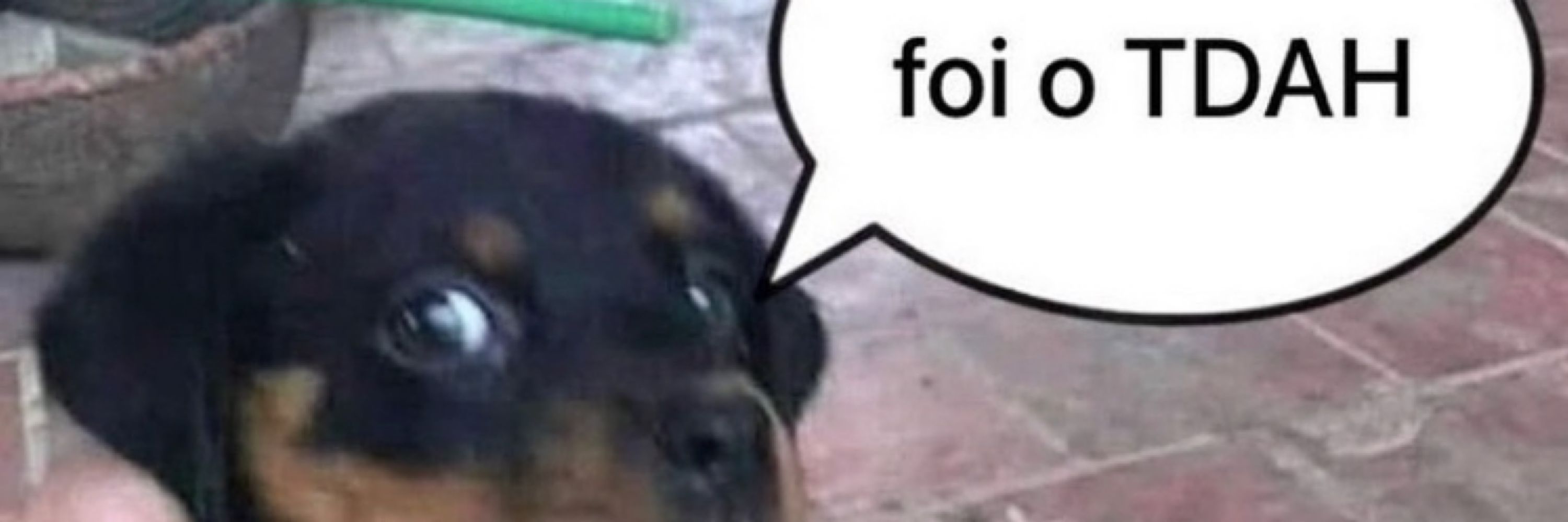 a porra do dib