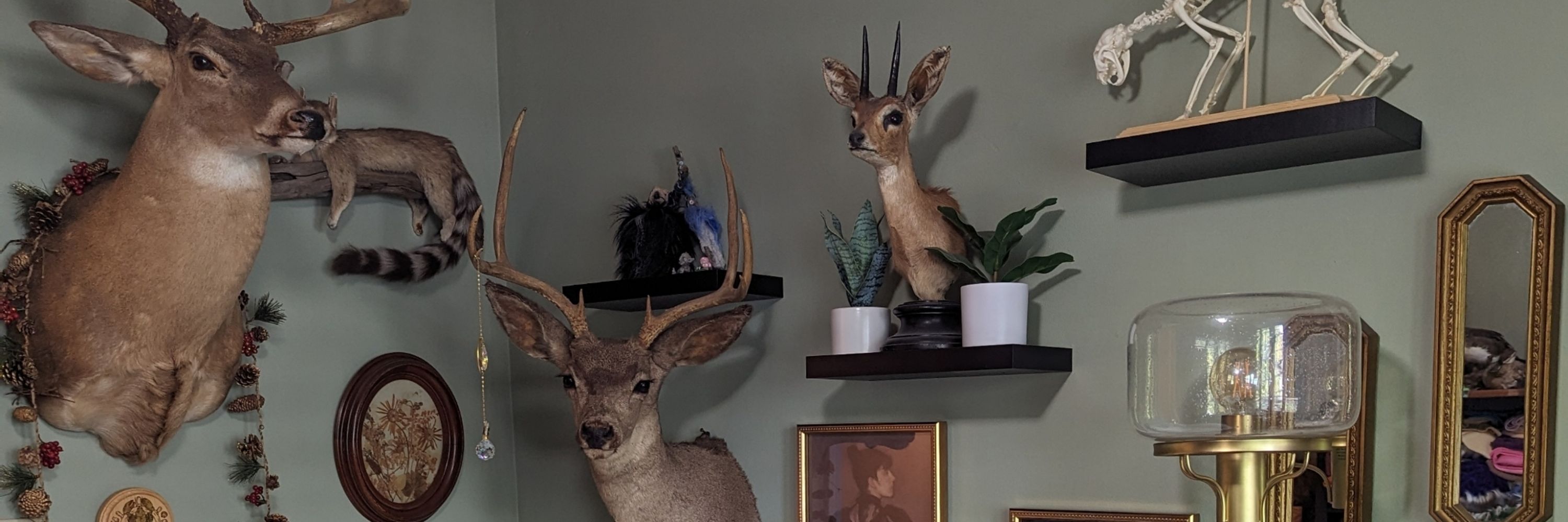 Creepy Critter Taxidermy