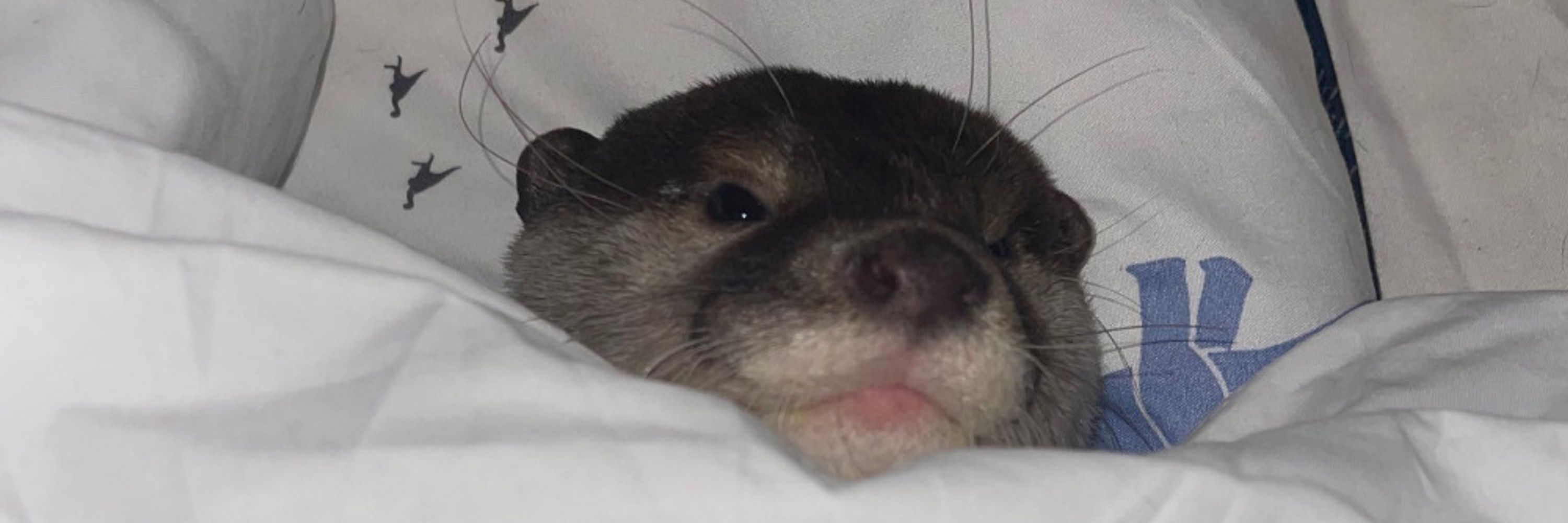 Swedish Potato